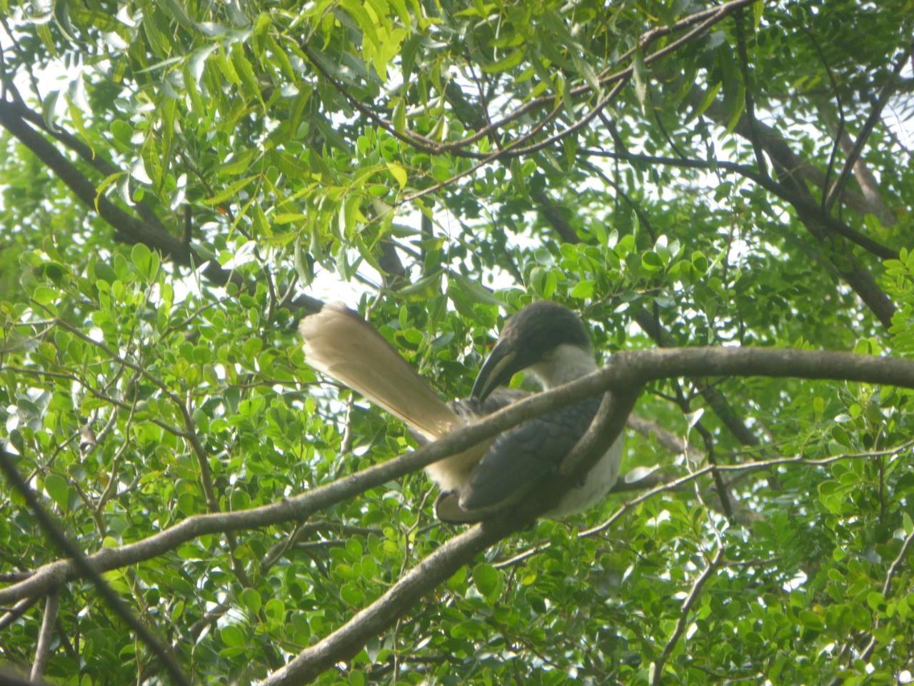 Angry Birds Homestay Habarana Ngoại thất bức ảnh